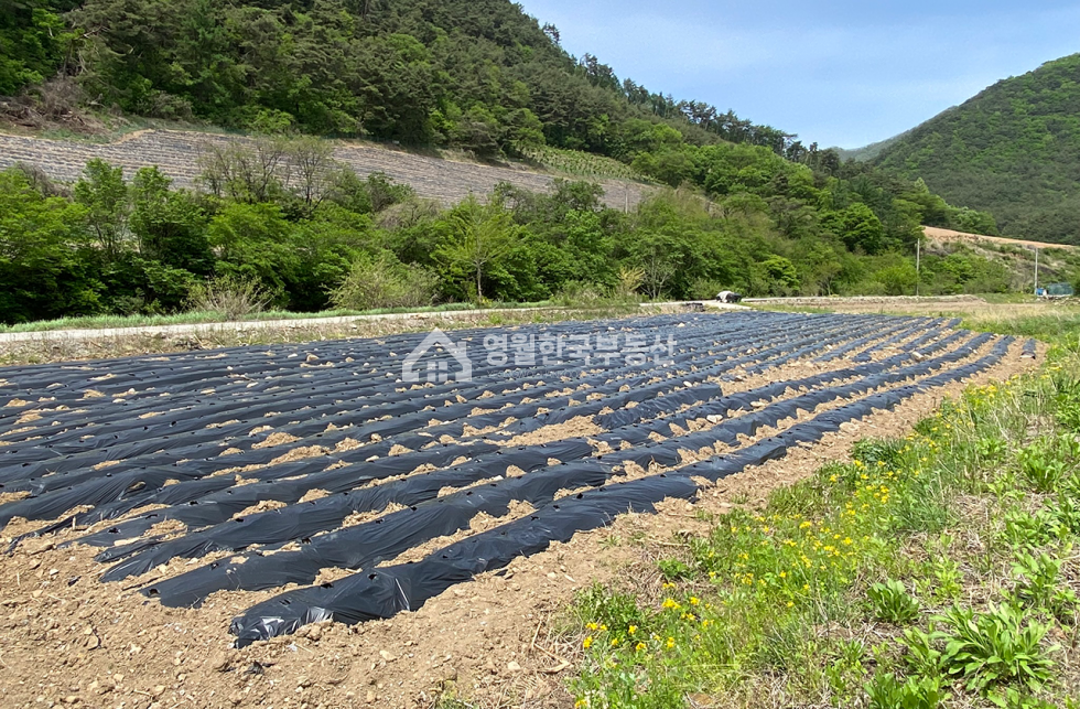 강원 영월군 영월읍 물가 붙은 소형 토지, 농막터 주택지 강력추천! 개발행위허가 득, 계획관리 남향 귀촌 주말농장 매매 매물번호 10390 사진 4