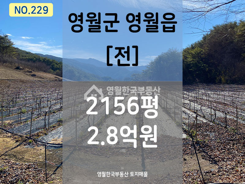 강원 영월군 영월읍 도로 끝 막장땅, 독립적인 숲 속 광활한 귀농귀촌 추천 토지 매매 매물번호 10008 사진 1