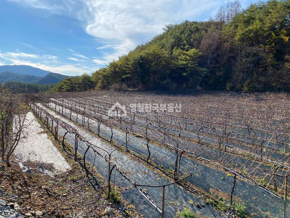 강원 영월군 영월읍 도로 끝 막장땅, 독립적인 숲 속 광활한 귀농귀촌 추천 토지 매매 매물번호 10008 사진 4