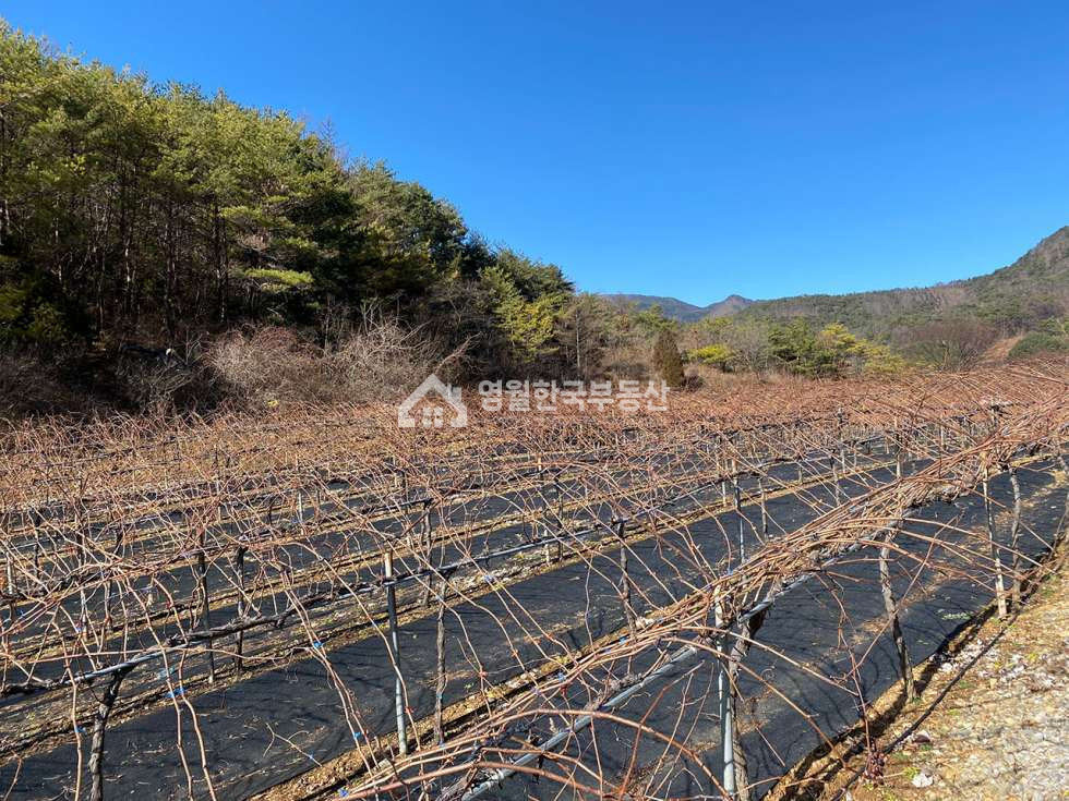 강원 영월군 영월읍 도로 끝 막장땅, 독립적인 숲 속 광활한 귀농귀촌 추천 토지 매매 매물번호 10008 사진 5