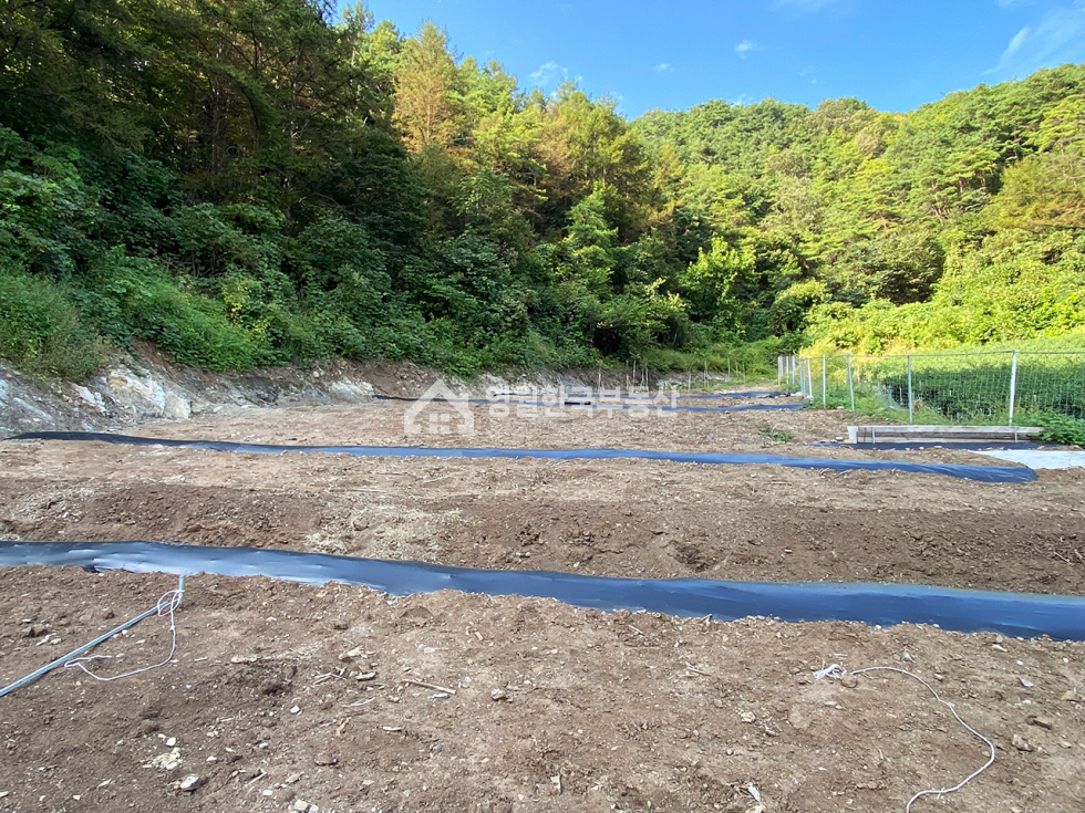 충북 단양군 영춘면 만종리 단양 영춘면 시골 마을 도로 끝 국유림 접한 막장 토지, 귀촌 주말농장 추천 매매 매물번호 10271 사진 7