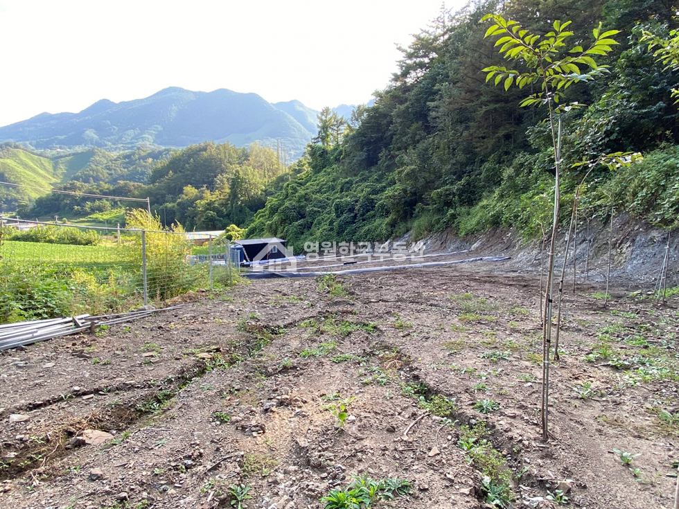 충북 단양군 영춘면 만종리 단양 영춘면 시골 마을 도로 끝 국유림 접한 막장 토지, 귀촌 주말농장 추천 매매 매물번호 10271 사진 9