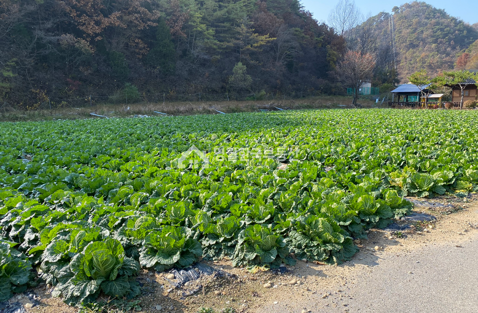 강원 영월군 남면 영월군 남면 토지 반듯한 모양 가격 좋은 소형 토지, 생산관리지역 귀촌 주택지 주말농장 추천 매매 매물번호 10298 사진 3
