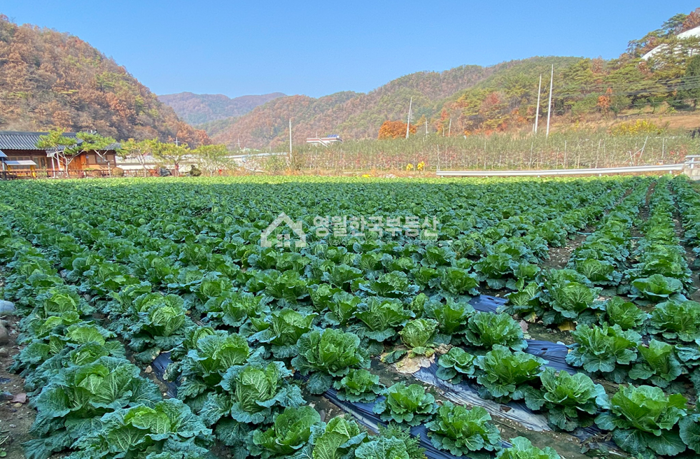 강원 영월군 남면 영월군 남면 토지 반듯한 모양 가격 좋은 소형 토지, 생산관리지역 귀촌 주택지 주말농장 추천 매매 매물번호 10298 사진 5