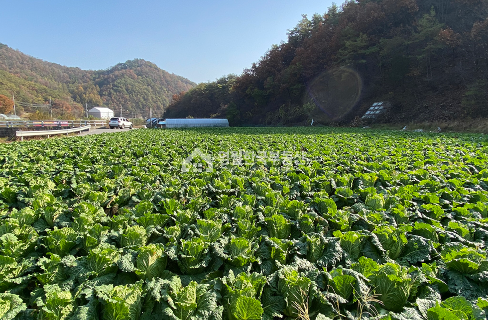 강원 영월군 남면 영월군 남면 토지 반듯한 모양 가격 좋은 소형 토지, 생산관리지역 귀촌 주택지 주말농장 추천 매매 매물번호 10298 사진 9