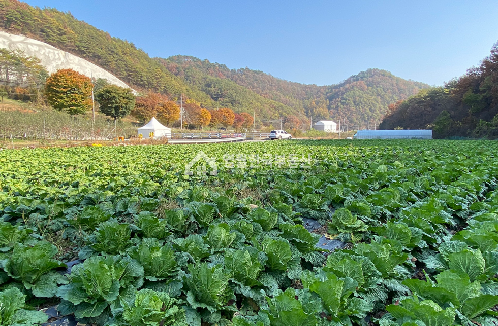 강원 영월군 남면 영월군 남면 토지 반듯한 모양 가격 좋은 소형 토지, 생산관리지역 귀촌 주택지 주말농장 추천 매매 매물번호 10298 사진 10