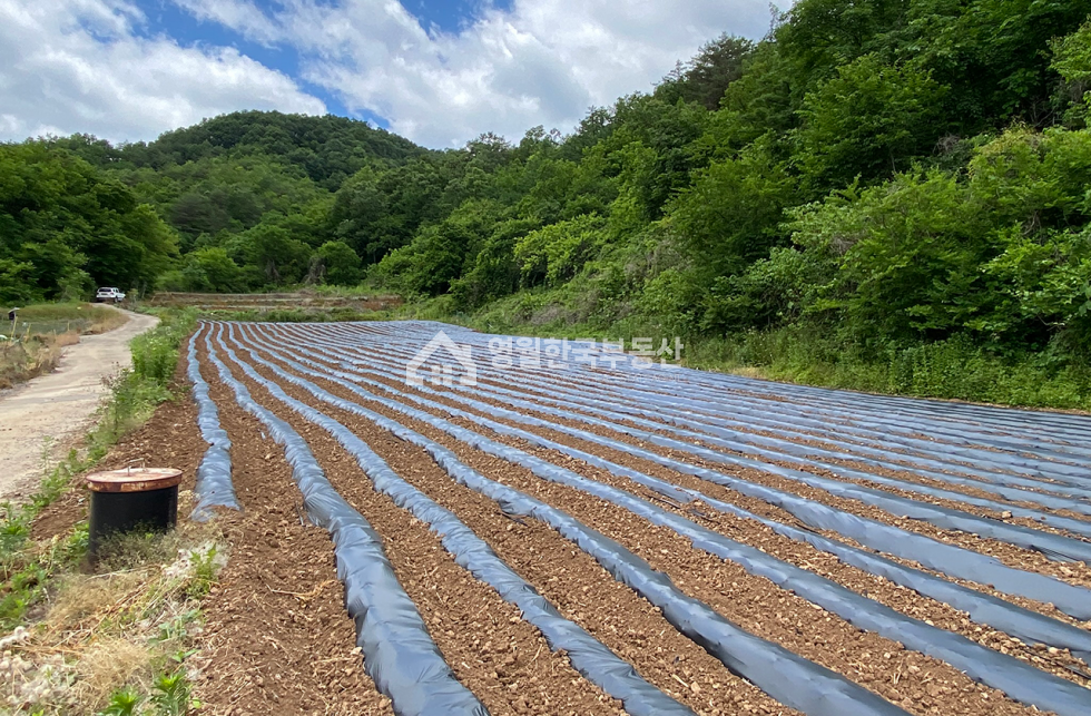 강원 영월군 북면 영월 북면 토지매매 접근성 우수, 집터 추천, 일부 분할 매매 가능 매매 매물번호 10376 사진 8