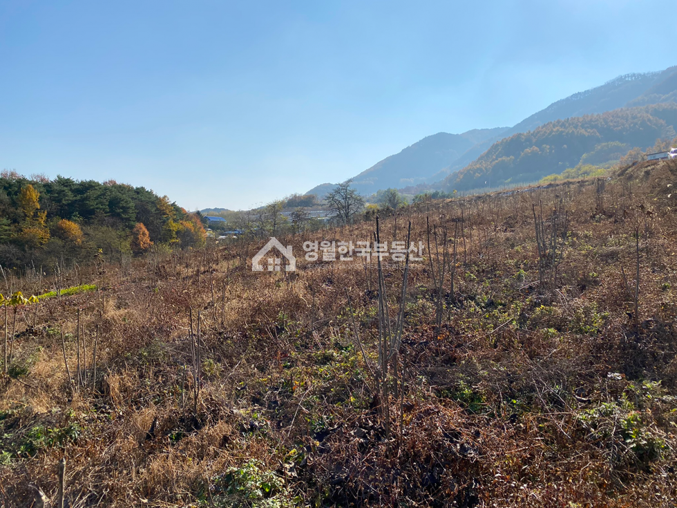 강원 영월군 남면 언덕 위 탁 트인 개방감! 남면 대형 토지 귀농창업용 농지 추천 , 농막 시설 포함 매매 매물번호 10454 사진 8